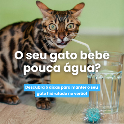 Como incentivar o seu Gato a beber mais gua?