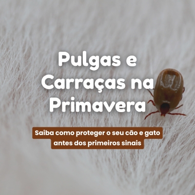 Pulgas e carra�as na Primavera: como prevenir e proteger c�es e gatos