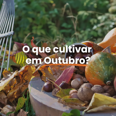 O que semear, plantar e colher em Outubro?