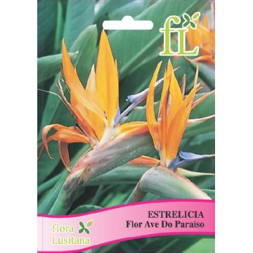 Estrelcia - Flor Ave do Paraiso
