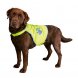 Foto 1: Safer Life - Colete de Seguran�a Refletor para C�es XS