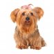 Foto 1: Ganchos para Yorkshire Terrier (10 unidades)