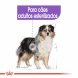 Foto 1: Royal Canin - Medium Sterilised 12kg
