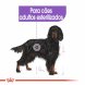 Foto 1: Royal Canin - Maxi Sterilised 12kg