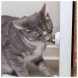 Foto 5: Bola de Catnip com suporte