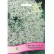 Foto 0: Gipsofila Vivaz - Paniculata Branca