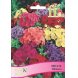 Foto 0: Phlox - Mistura