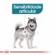 Foto 1: Royal Canin - Maxi Joint Care