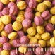 Foto 1: Your Parrot Vital Pellets Fruit & Vegetable Blend - 900gr.